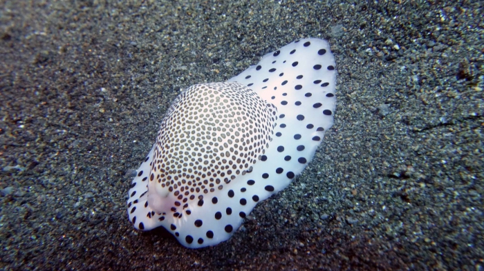 Calpurnus verrucosus BlackSpottedEggCowrie DMS