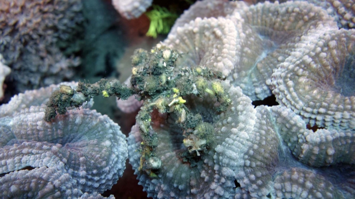 Camposcia retusa BluntDecoratorCrab DMS