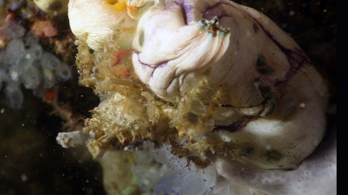 Camposcia retusa BluntDecoratorCrab1 DMS