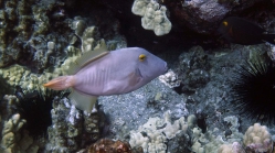 Cantherhine dumerili YelloweyeFilefish DMS