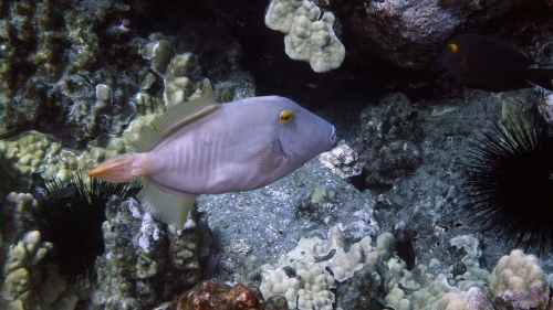 Cantherhine dumerili YelloweyeFilefish DMS