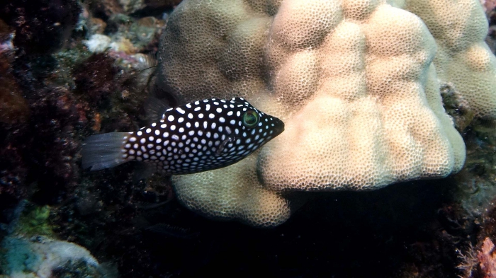 Canthigaster jactator HawaiianWhiteSpottedToby2 DMS Canthigaster jactator HawaiianWhiteSpottedToby2 DMS