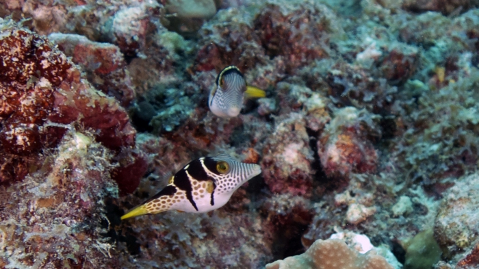 Canthigaster valentini SaddledSharpnosePuffer DMS Canthigaster valentini SaddledSharpnosePuffer DMS