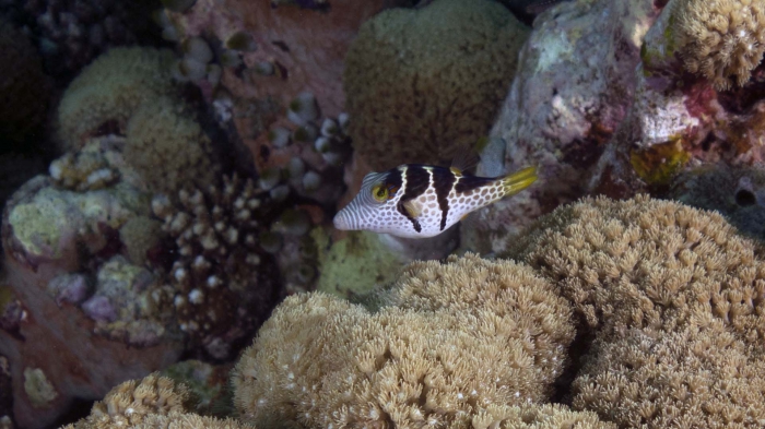 Canthigaster valentini SaddledSharpnosePuffer1 DMS Canthigaster valentini SaddledSharpnosePuffer1 DMS