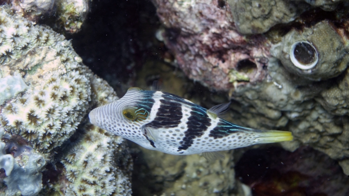 Canthigaster valentini SaddledSharpnosePuffer2 DMS Canthigaster valentini SaddledSharpnosePuffer2 DMS
