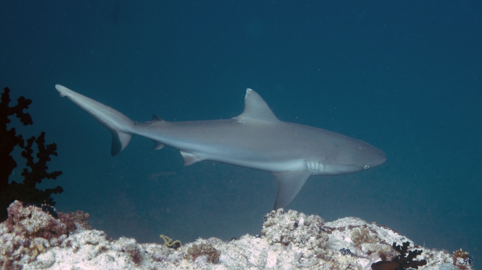 Carcharhinus amblyrhynchos GreyReefShark DMS Carcharhinus amblyrhynchos GreyReefShark DMS