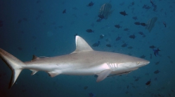 Carcharhinus amblyrhynchos GreyReefShark2 DMS