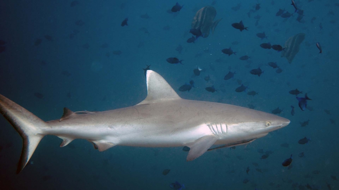 Carcharhinus amblyrhynchos GreyReefShark2 DMS