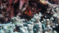 Centropyge loricula FlameAngelfish DMS