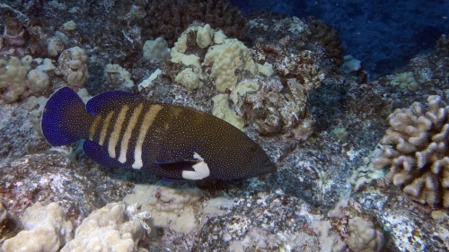 Cephalopholis argus PeacockGrouper DMS