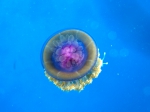Cephea cephea Cauliflower jellyfish DMS