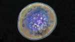 Cephea cephea Cauliflower jellyfish1 DMS