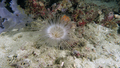 Anthozoa