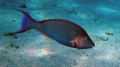 Cetoscarus bicolor Bicolor parrotfish DMS