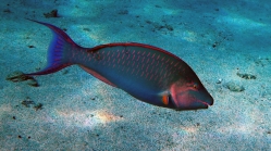 Cetoscarus bicolor Bicolor parrotfish DMS