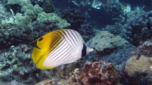 Chaetodon (Rabdophorus) auriga Threadfin Butterflyfish1 DMS