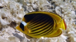 Chaetodon fasciatus Diagonal butterflyfish DMS