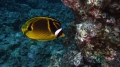 Chaetodon lunula RaccoonButterflyfish DMS