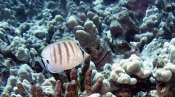 Chaetodon multicinctus MultibandButterflyfish DMS