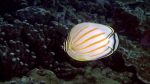 Chaetodon ornatissimus OrnateButterflyfish DMS