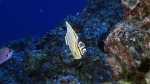 Chaetodon ornatissimus OrnateButterflyfish2 DMS