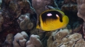 Chaetodon quadrimaculatus FourspotButterflyfish DMS