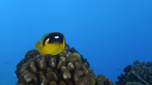 Chaetodon quadrimaculatus FourspotButterflyfish1 DMS