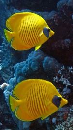 Chaetodon Semilarvatus Masked butterflyfish DMS