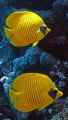 Chaetodon Semilarvatus Masked butterflyfish DMS