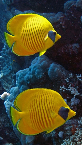 Chaetodon Semilarvatus Masked butterflyfish DMS