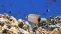 Chaetodon trifascialis Chevron butterflyfish DMS