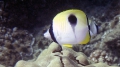 Chaetodon unimaculatus TeardropButterflyfish DMS