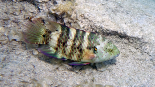 Cheilinus lunulatus Broomtail wrasse DMS