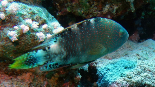 Cheilinus trilobatus Tripletail wrasse DMS