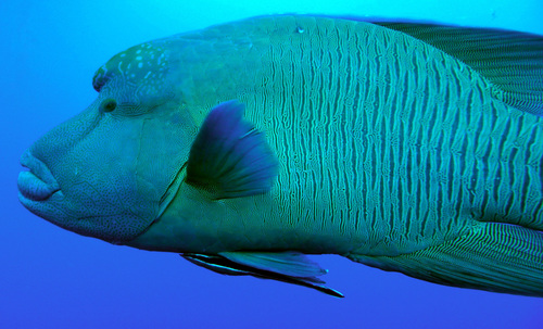 Cheilinus undulatus Humphead wrasse DMS