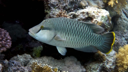 Cheilinus undulatus Humphead wrasse Junenile DMS