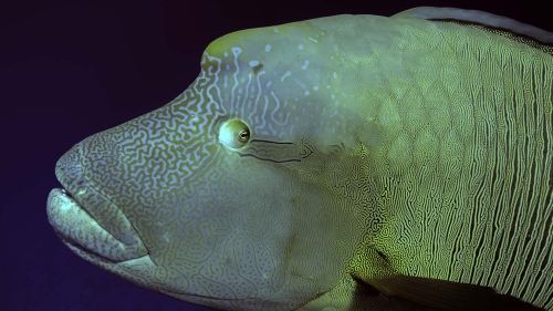 Cheilinus undulatus Humphead wrasse1 DMS