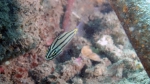 Cheilodipterus quinquelineatus Five linedCardinalfish DMS