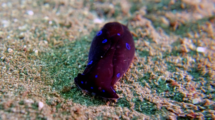 Chelidonura livida HeadshieldSlug DMS Chelidonura livida HeadshieldSlug DMS