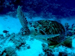 Chelonia mydas Green sea turtle DMS