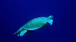 Chelonia mydas Green sea turtle1 DMS