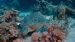 Chelonia mydas Green sea turtle2 DMS