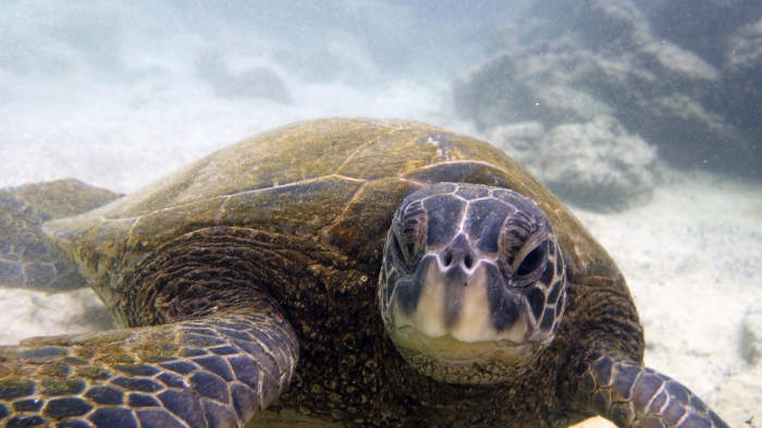 Chelonia mydas agassizii BlackSeaTurtle DMS