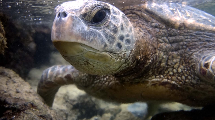 Chelonia mydas agassizii BlackSeaTurtle2 DMS