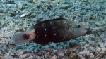 Chlorurus spilurus Bullethead parrotfish DMS