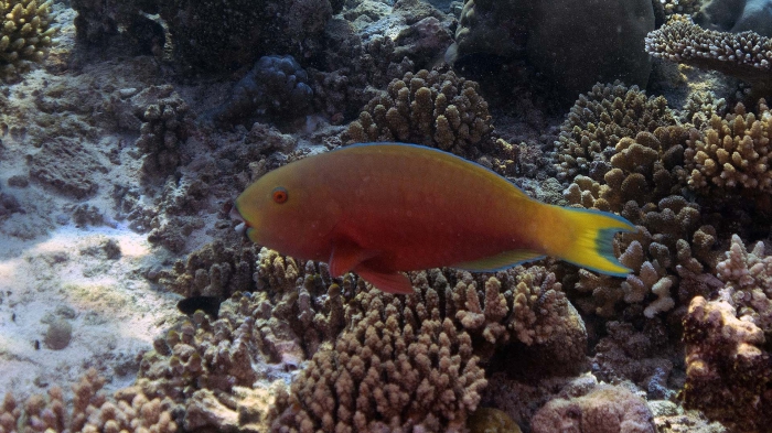 Chlorurus strongylocephalus RoundheadParrotfish DMS