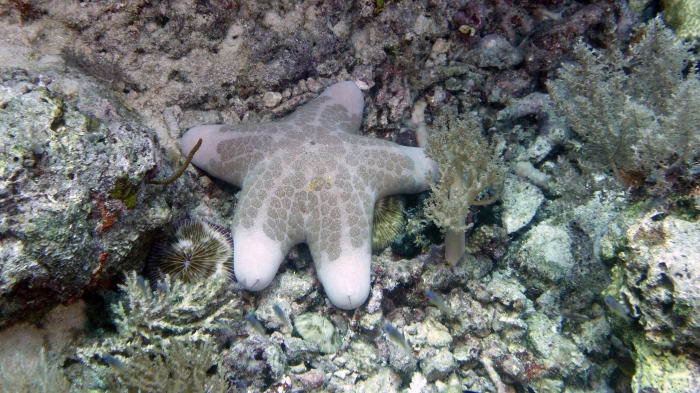 Choriaster granulatus GranularSeaStar DMS Choriaster granulatus GranularSeaStar DMS