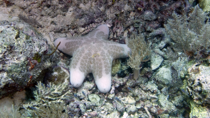 Choriaster granulatus GranularSeaStar DMS