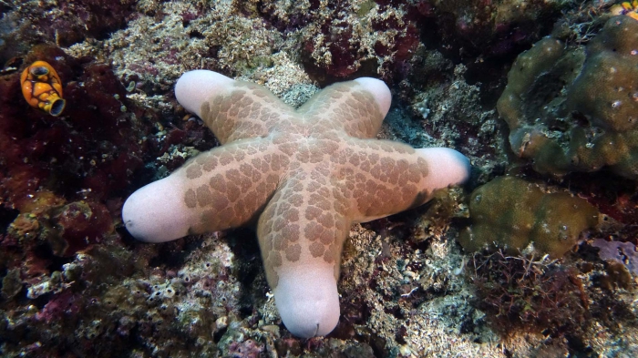 Choriaster granulatus GranularSeaStar1 DMS Choriaster granulatus GranularSeaStar1 DMS