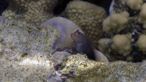 Cirripectes castaneus Chestnut blenny1 DMS